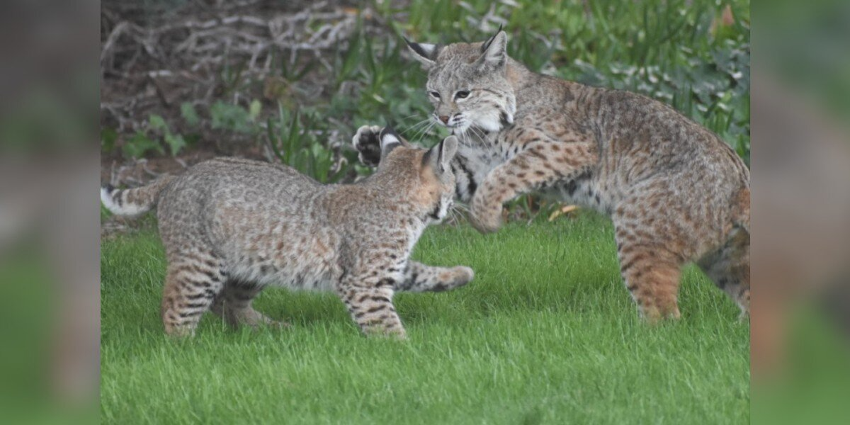 Wild Bobcat Mom And Kitten Turn Man’s Backyard Into A Playful Wonderland