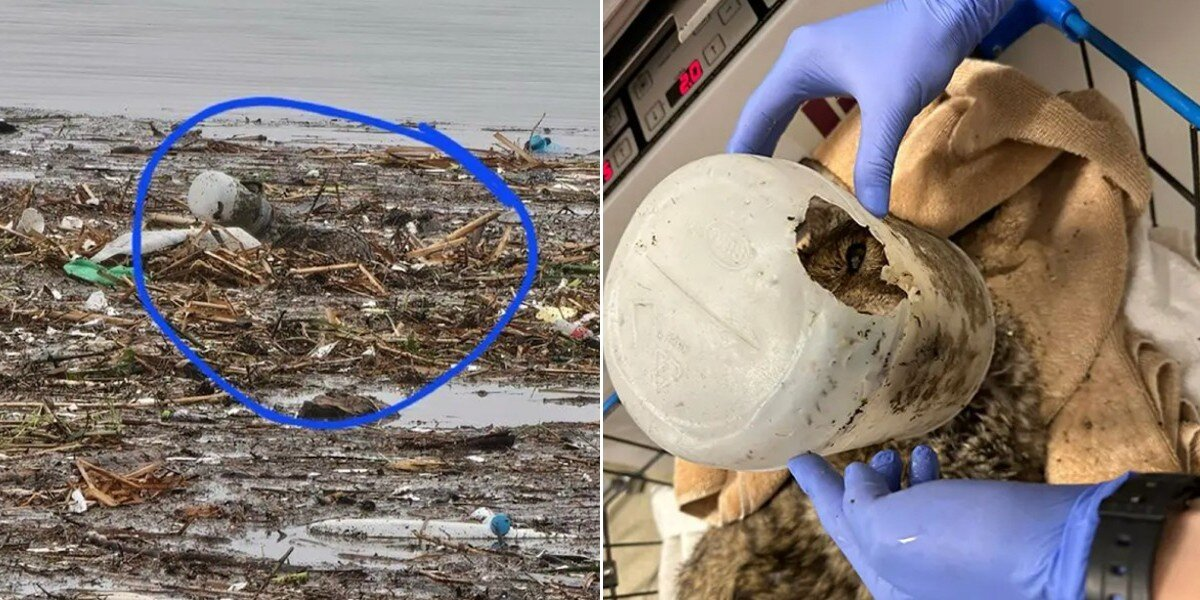 Rescuers Save ‘Dog’ Trapped In Floodwaters — Then Realize It’s Not A Dog At All
