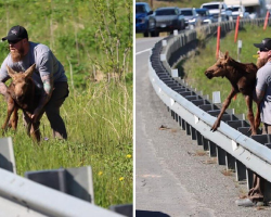 Traffic Stops as Man Steps In to Help an Exhausted Baby Moose Reach His Mom