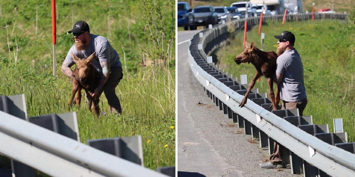 Traffic Stops as Man Steps In to Help an Exhausted Baby Moose Reach His Mom