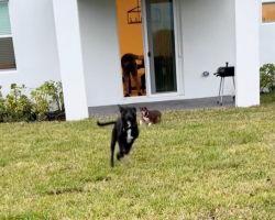 Couple Finally Gives Their Four Dogs a Yard — and Their Reactions Say Everything