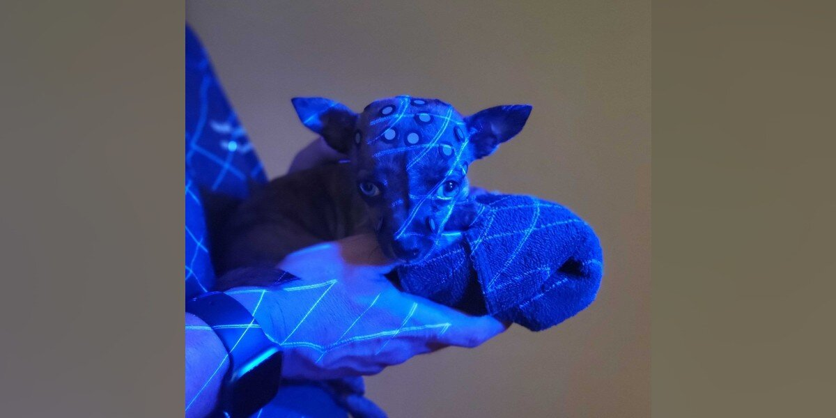 Tiny Puppy’s Rare Condition Inspires A Custom Helmet — And It’s Saving His Life