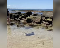 Beachgoers Spot a Moving Shadow in a Shrinking Tide Pool — and Rush to Save What’s Inside