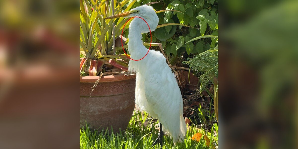 Man Watches Egret Stand Frozen For Hours — Then Sees A Snake Slither Out Of Her Mouth
