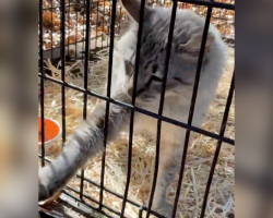 Missing Cat Hears His Mom’s Voice On Speaker — And Reaches Out For The Phone