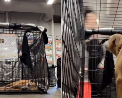 Shelter’s Longest Resident Gets Overlooked At Adoption Event — Until One Person Makes The Sweetest Decision