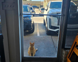 Stray Cat Wanders Into Italian Restaurant — And Gets Hired On The Spot