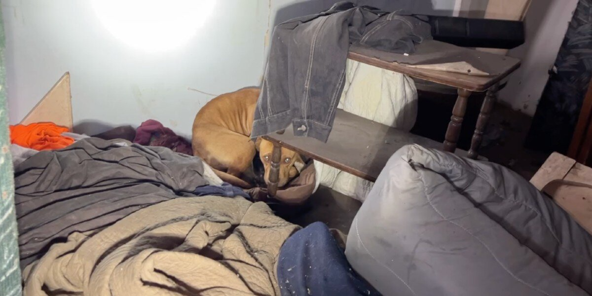 Dog Found In Snowy Abandoned House Was Protecting Five Tiny Newborns