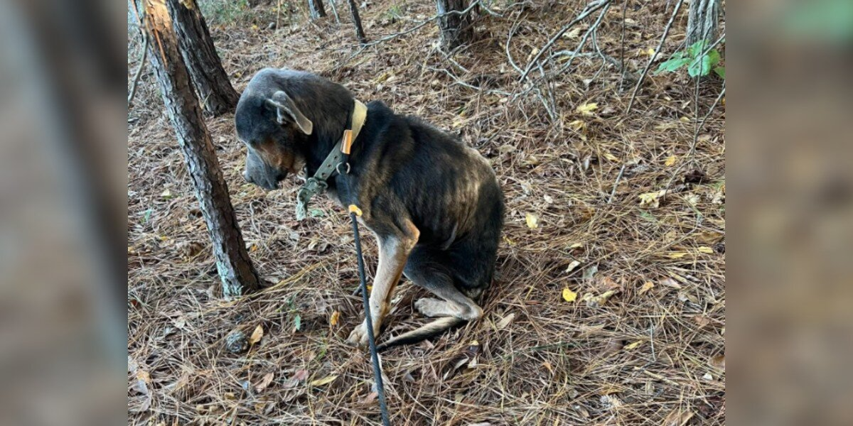 Shivering Dog Lay By The Road In The Rain — Until One Woman Finally Stopped