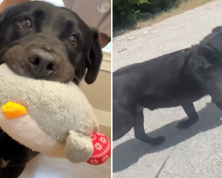 For 10 Months, This Shelter Dog Has Held His Plush Toy Tight — Hoping Someone Will Finally Choose Him