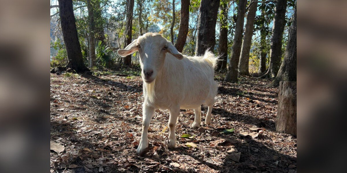 Lonely Goat Trapped On Tiny Island Finally Gets The One Thing She Was Missing