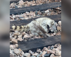 Workers Thought She Was Gone — Then The “Motionless” Figure On The Tracks Moved