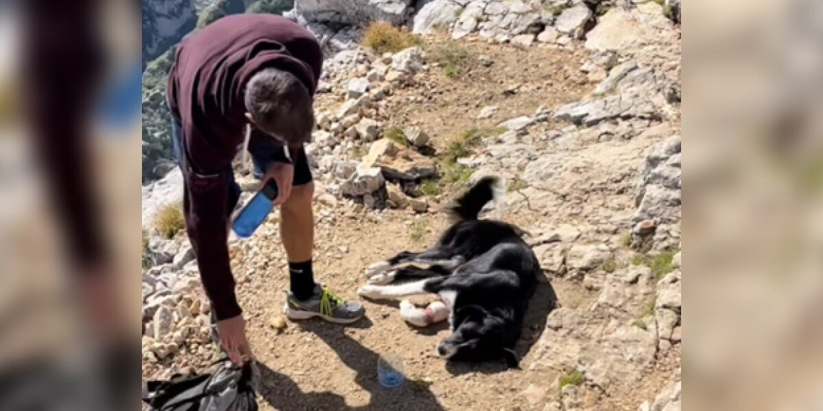 They Climbed to the Top of a Mountain — And Found a Dog Who Had Been Left to Die