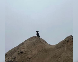 Factory Workers Notice a Silent ‘Gentle Giant’ Watching From Afar — And Refuse to Give Up on Her