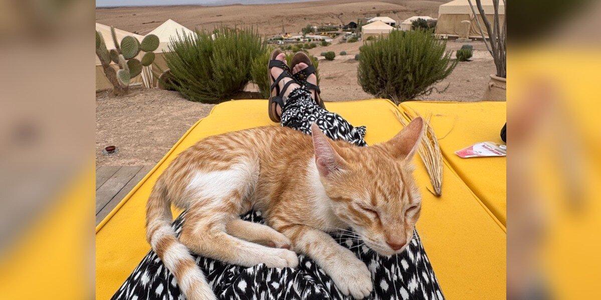 Tiny Kitten Appears Outside a Couple’s Tent in the Desert — and Refuses to Leave Without Them