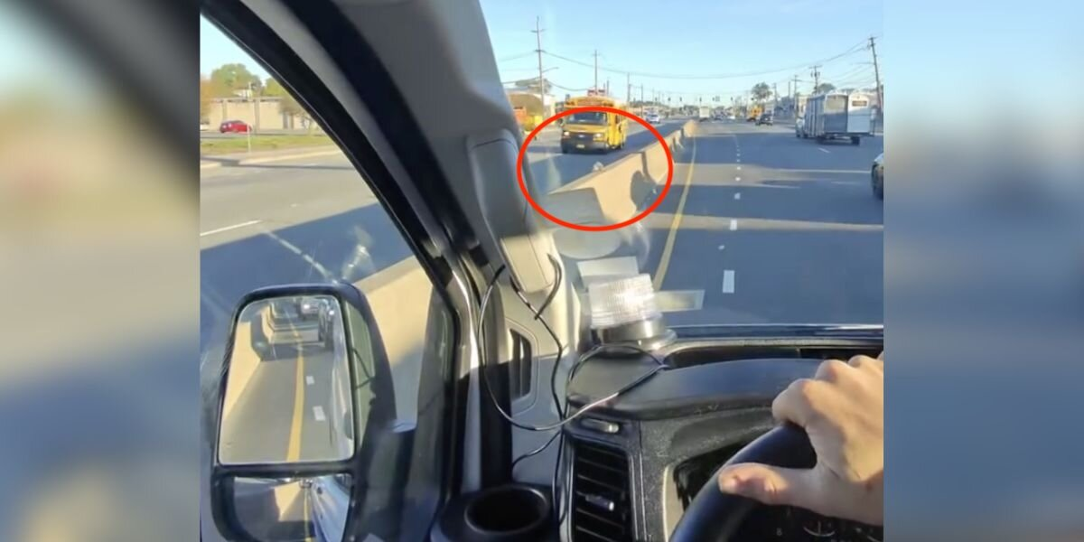 Man Spots a Tiny Fuzzball Stranded on a Busy Highway — and Risks Traffic to Save Him