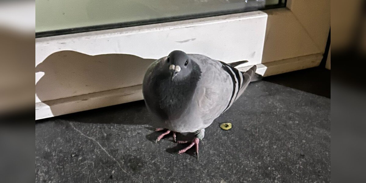 Woman Comes Home To A Pigeon Waiting On Her Doormat — And The Tag On Her Leg Tells A Story