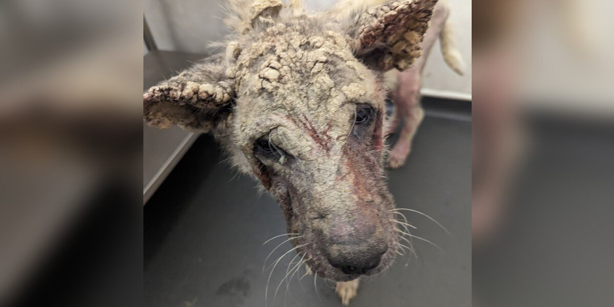 Dog Who Looked Like She Was “Covered In Concrete” Makes An Incredible Comeback