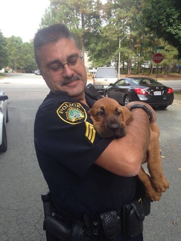 My Local PD Just Got A New Puppy Who Is So Ready To Be Done With Pictures And Just Take A Nap