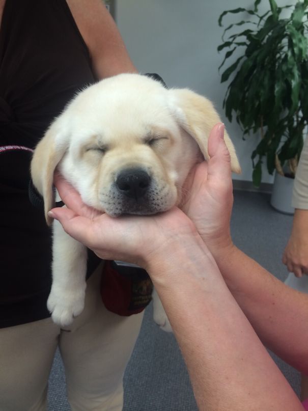 Met This Puppy Being Trained To Be A Service Dog At Work Today. He Had A Tough First Day