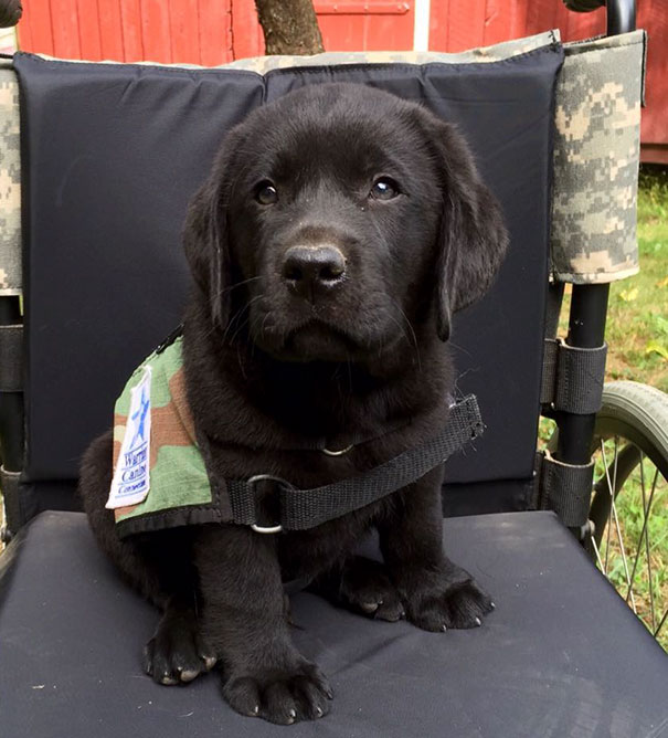 Jack, Eager To Begin Working With His Veterans, On His First Day Suiting Up In His Service Dog Vest