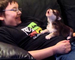20-Day-Old Malamute-Husky Puppy Learns to Howl