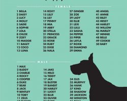 Most Popular Dog Names 2013