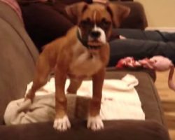 Boxer Happy Dance!