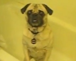 This Pug LOVES Bathtime