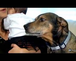 Adopted Family Dog Saves Dying Baby