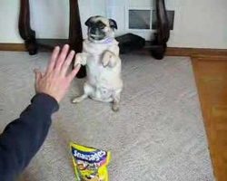 Angel The Pug Performs Amazing Tricks