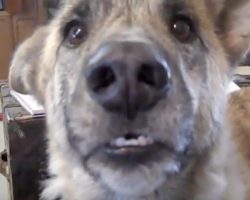 He Tells His Dog That He Ate All The Food. Turn Up The Volume, We Still Can’t Stop Laughing!
