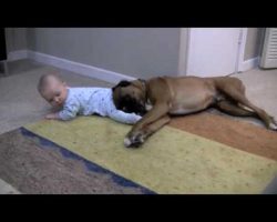 Boxer Loves His Baby [ADORABLE]