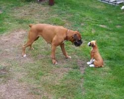 Boxer Meets Boxer Puppy Statue