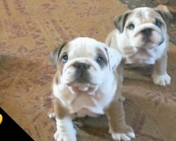 Bulldogs Are Awesome: Compilation