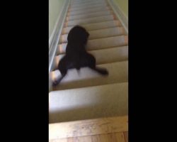 Cute Chocolate Lab Puppy’s Shortcut Down The Stairs