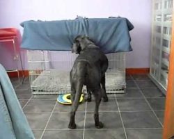 Dog Puts Himself To Bed