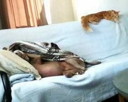 Dog Steals Cat’s Blanket