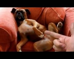 Dogs Playing Dead After Finger Shot: Compilation