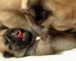 Baby Pug Puppies Bathtime [TOO CUTE!!]
