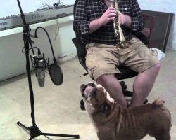 English Bulldog And Owner Duo Sings Happy Birthday