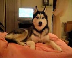 Husky Dog Says, “I Love You!”