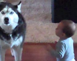 Mommy Catches Her Baby Talking To The Dog. His Reaction Is Adorable!