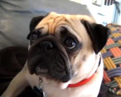 Pug Gets Scolded – Takes it Hard