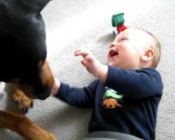 Rottweiler Causes Baby A Giggle Fit