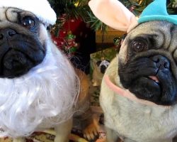 Santa Pug And The Dutiful Elf Pug