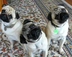 The “Pug Head Tilt” Pugs!