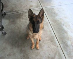 Time Lapse: Puppy to Adult in 40 Seconds.