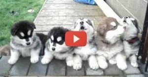 4 Weeks Old Puppies Howling!