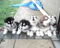 4 Weeks Old Puppies Howling! [DISGUSTINGLY CUTE]